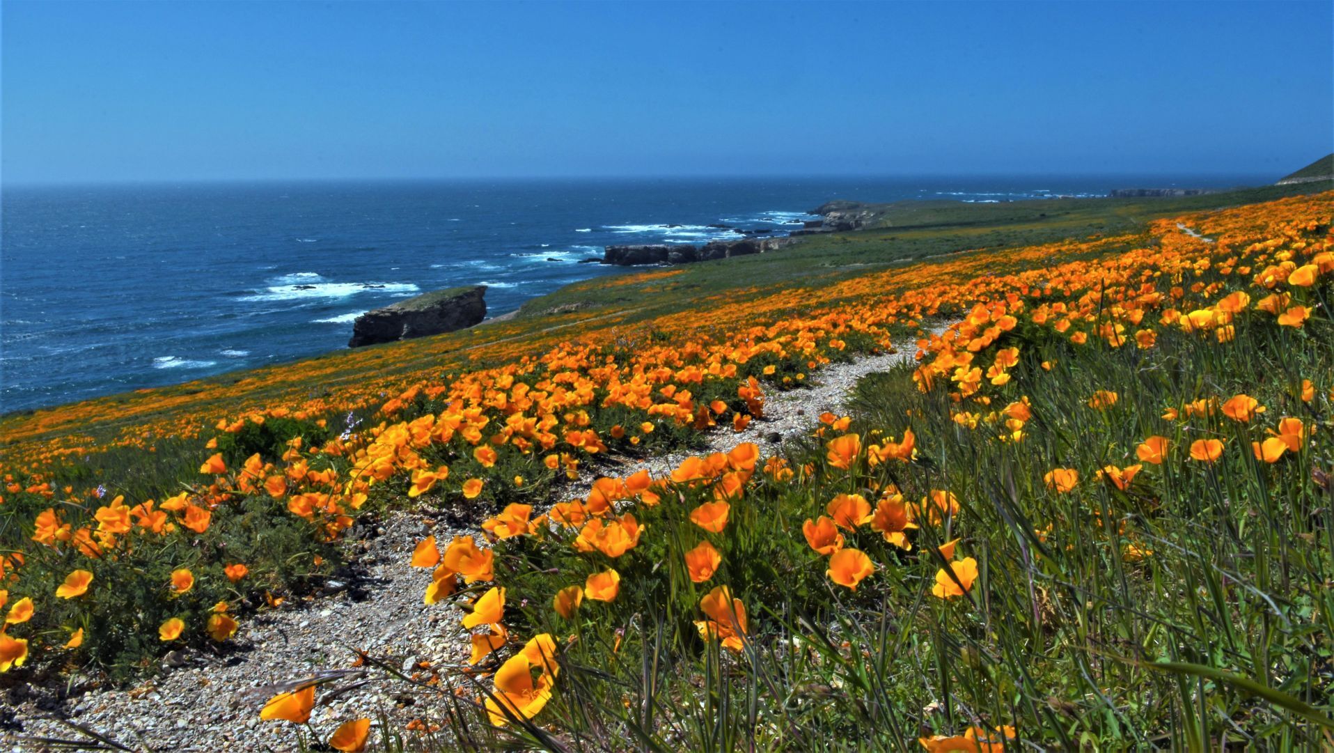 California Poppies 1.jpg